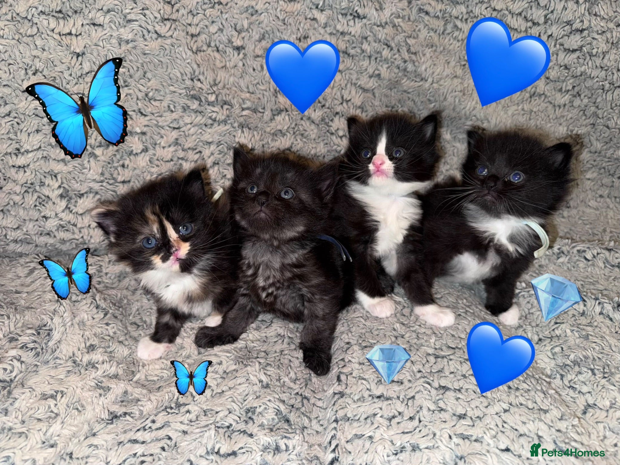 Nebelung cats 💎 Nebelung X PersianxMaincoon 💎 - Advert 2