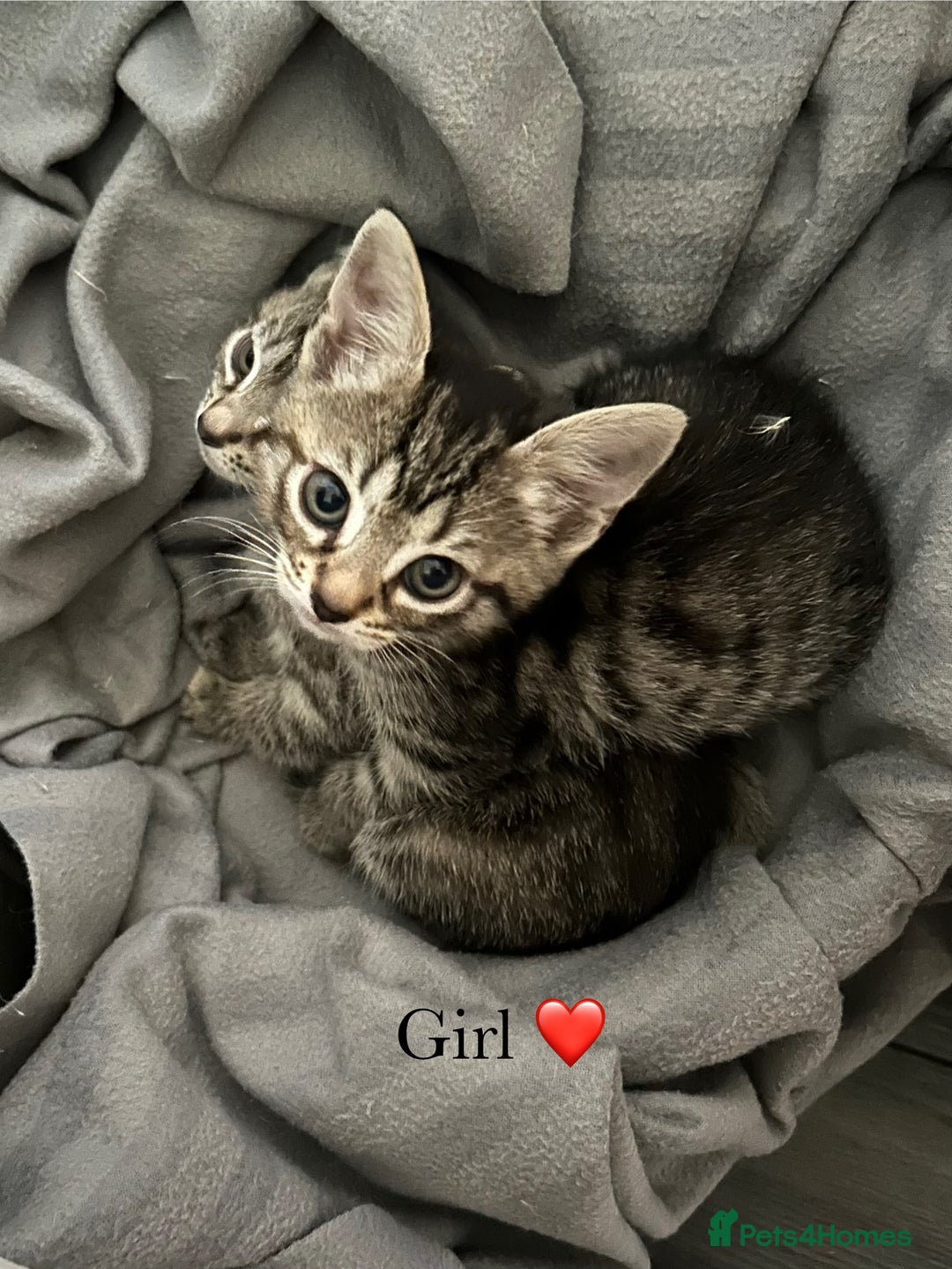 Mixed Breed cats for sale: Fluffy kittens ready on 14th Oct ❤️🧡💛💚💜 - Image 11