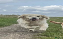 Golden Retriever dogs for stud: Handsome k.c Registered Golden retriever For Stud  in Knottingley - Image 8