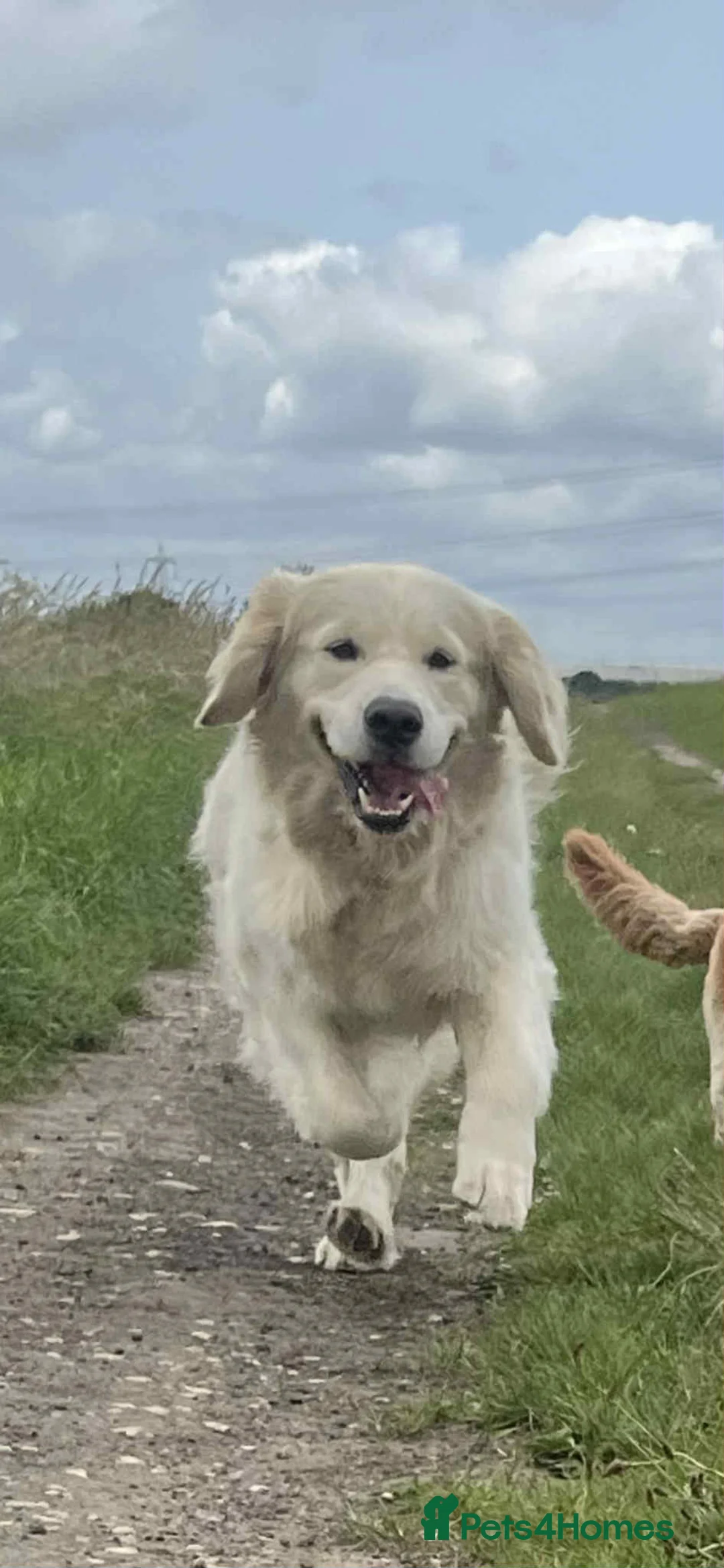 Golden Retriever dogs for stud: Handsome k.c Registered Golden retriever For Stud  in Knottingley - Advert 9