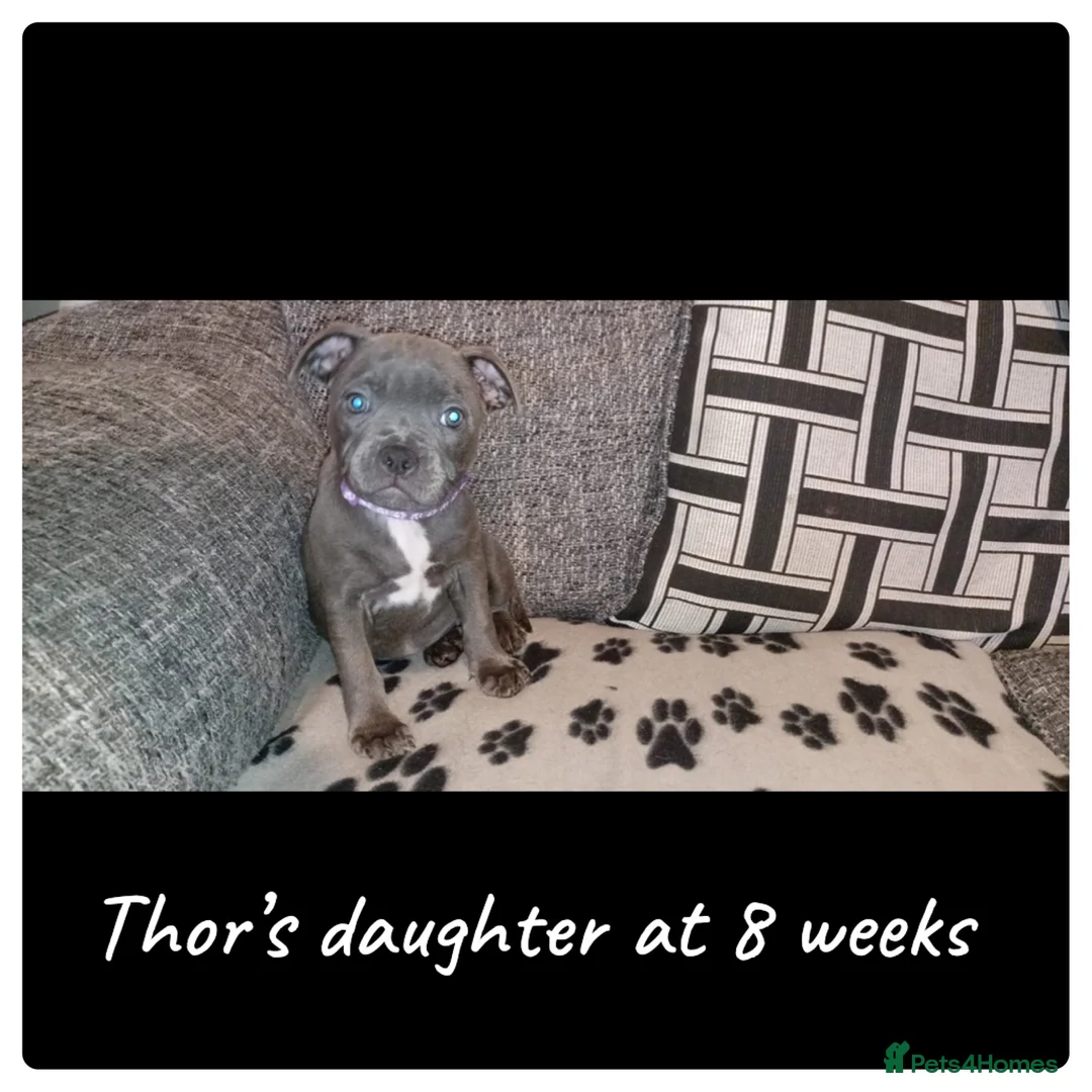 Staffordshire Bull Terrier dogs for stud: 📣THE 🔝 PRODUCING BLACK BLUE GENE CHAMPION IN UK  in Faversham - Advert 16