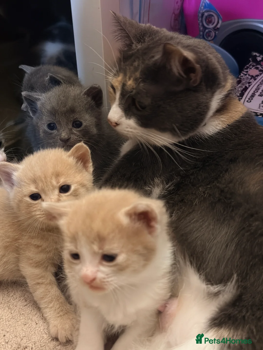 British Shorthair cats for sale: British Blue x Turkish Angora Stunning Kittens! - Advert 2