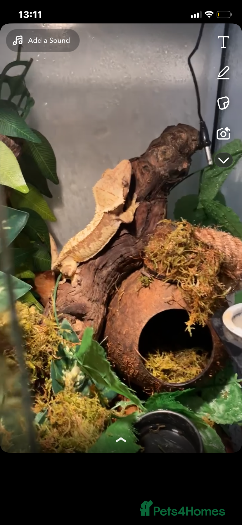Gecko reptiles gorgeous crested gecko - Advert 1