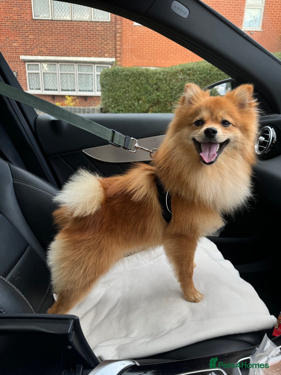 Mixed Breed dogs for sale: My lovely boy. - Image 5