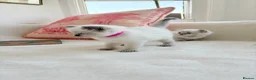 Ragdoll cats for sale: Beautiful pure bred Blue Point Ragdoll kittens  - Advert 10