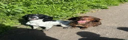 Sprocker dogs for sale: F1 Sprocker puppies.  - Advert 4