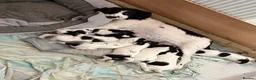 Mixed Breed dogs for sale: Cross bread Springer/Russel in Nuneaton - Advert 17