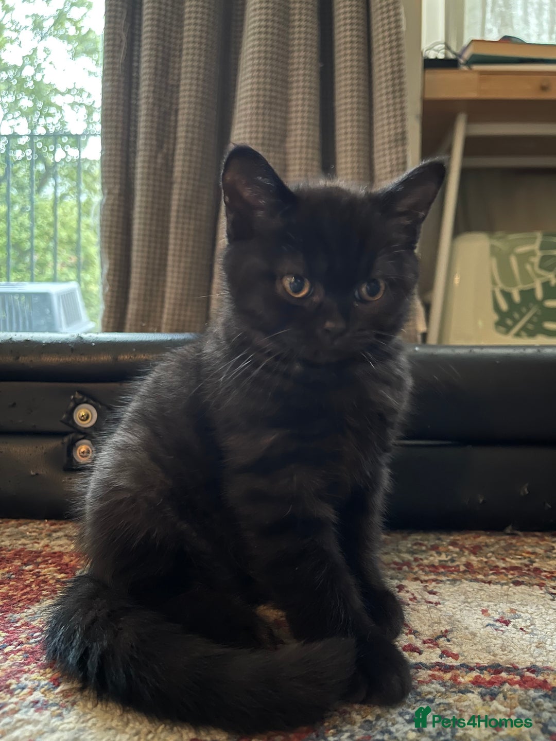 British Shorthair cats for sale: British shorthair blue - Image 4