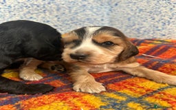 Cocker Spaniel dogs for sale: Beautiful cocker spaniel Boys  - Image 1