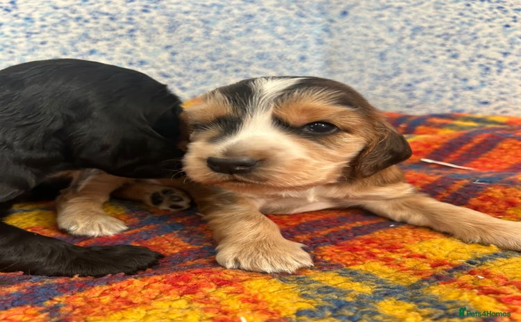 Cocker Spaniel dogs - Advert 1