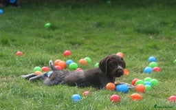 German Wirehaired Pointer dogs for sale: Beautiful Gwps puppies - Image 18