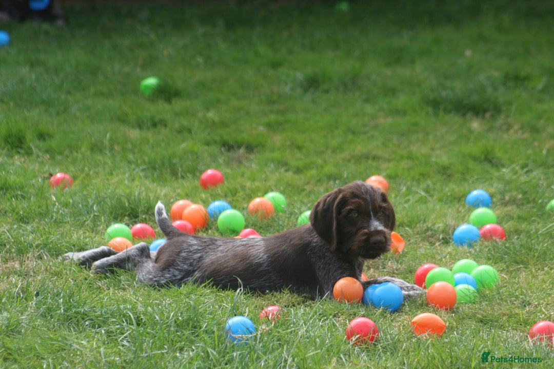 German Wirehaired Pointer dogs for sale: Beautiful Gwps puppies - Image 18