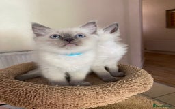 Ragdoll cats for sale: 2 BOYS LEFT . Ready to leave TODAY - Image 4