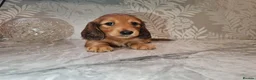 Miniature Dachshund dogs for sale: Lh Miniature Dachshund Puppies,championsblood line in Gainsborough - Advert 4