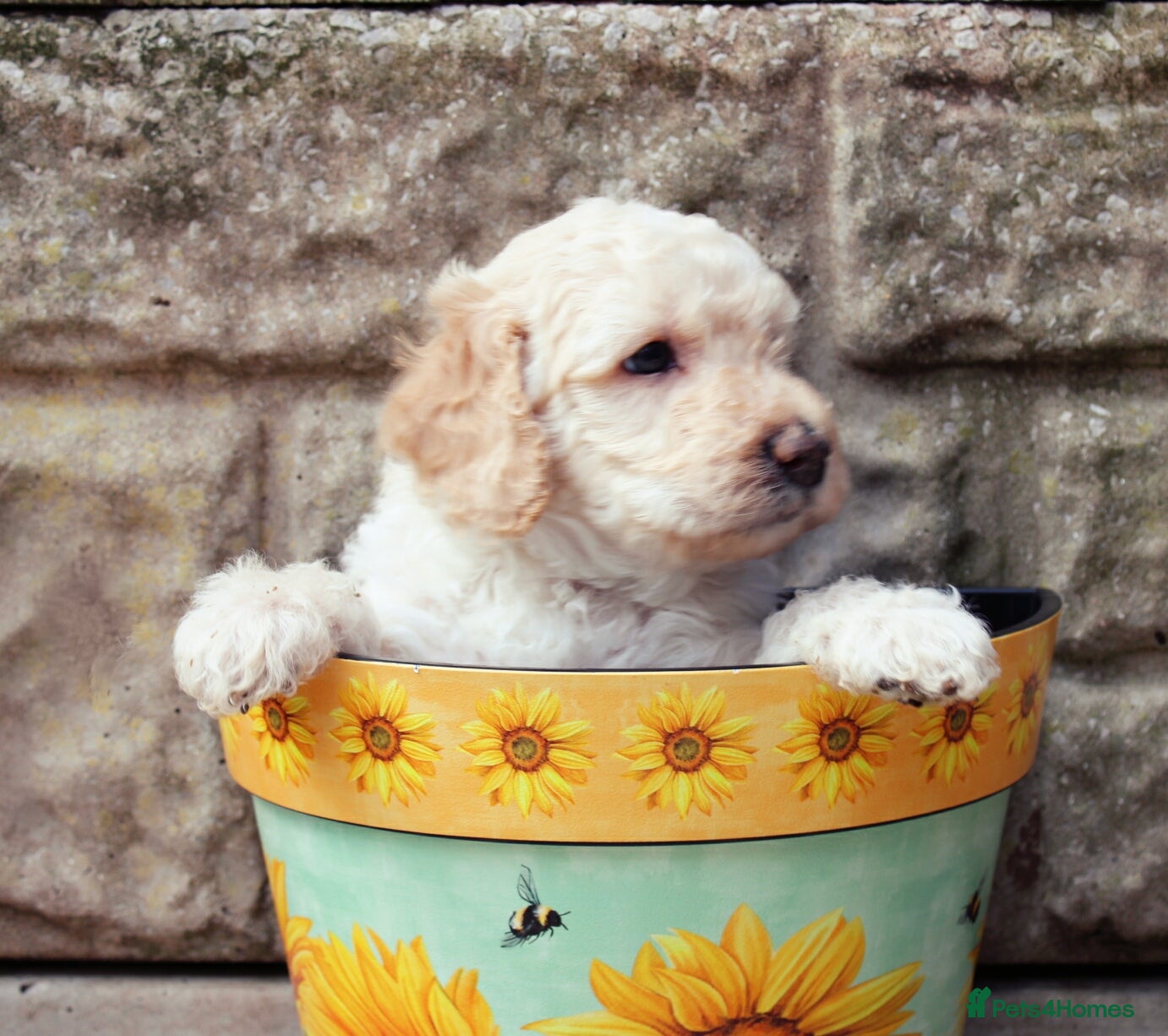 Labradoodle dogs F7 Australian Labradoodle Exceptional Puppies  - Advert 2