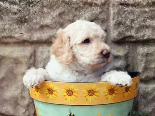 Labradoodle dogs F7 Australian Labradoodle Exceptional Puppies - Advert 2