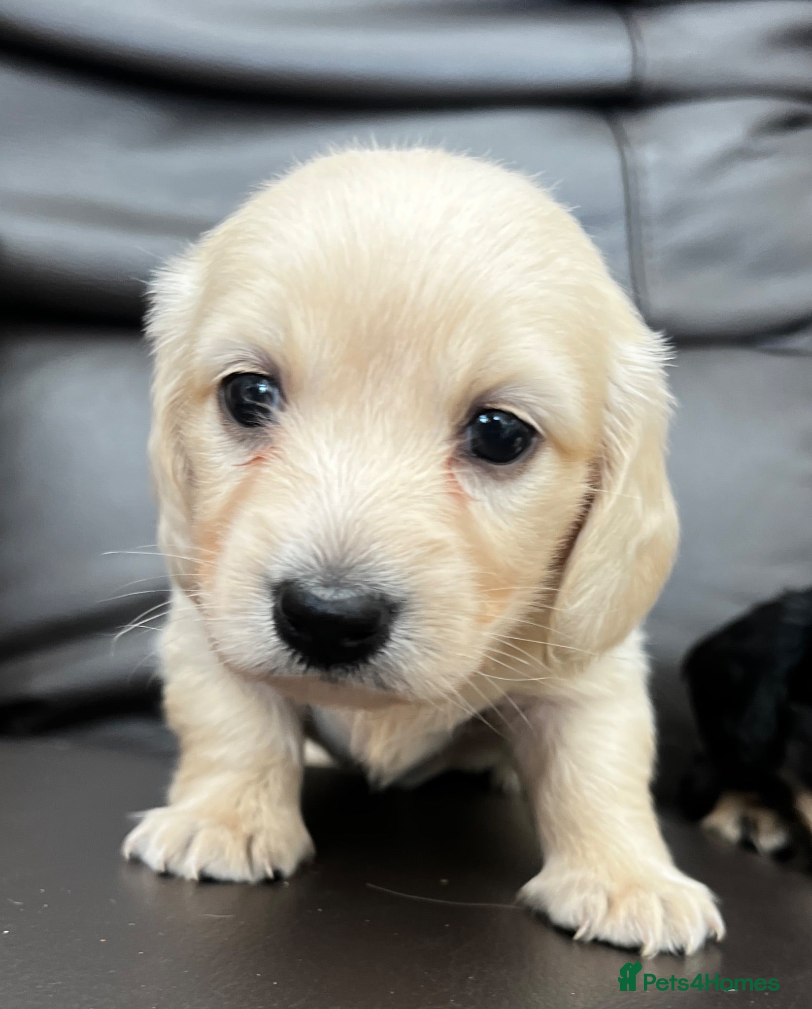 Miniature Dachshund dogs PRA clear & KC reg Stunning Long hair Puppies - Advert 1