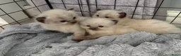 Ragdoll cats for sale: Ragdoll kittens  in Romford - Advert 15