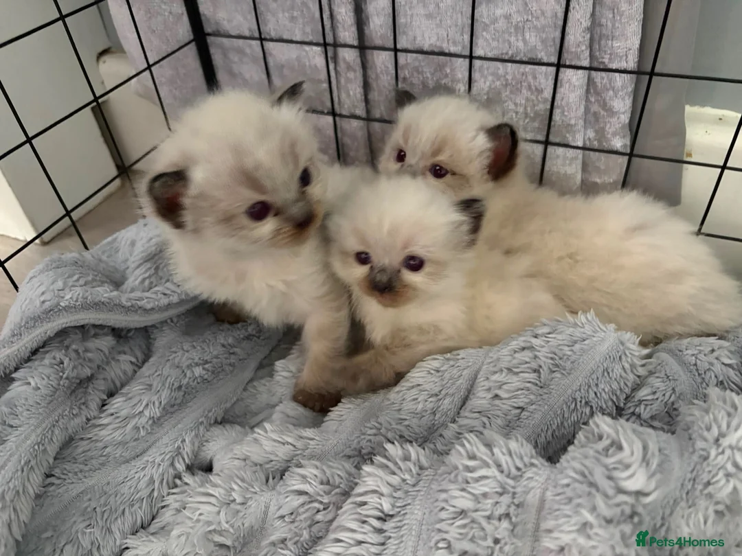 Ragdoll cats for sale: Ragdoll kittens  in Romford - Advert 15