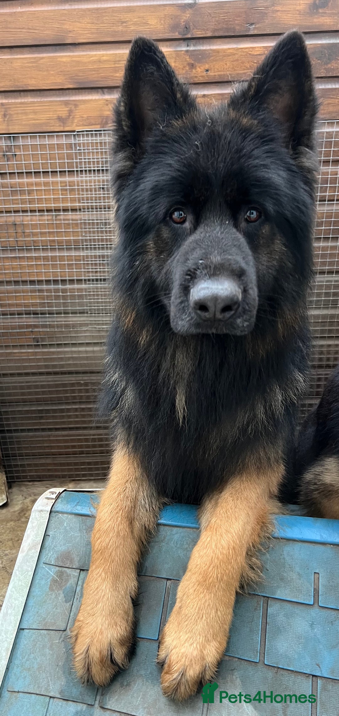 German Shepherd dogs for stud: German Shepherd Boy - Advert 1