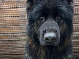 German Shepherd dogs German Shepherd Boy - Advert 1