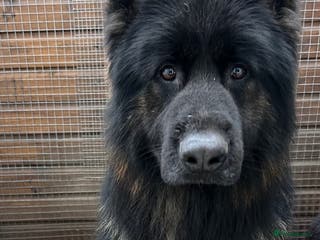 German Shepherd dogs German Shepherd Boy - Advert 1