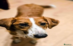 Mixed Breed dogs for adoption: 🚨 URGENT HOME NEEDED – GOLDIE 🚨 - Image 3