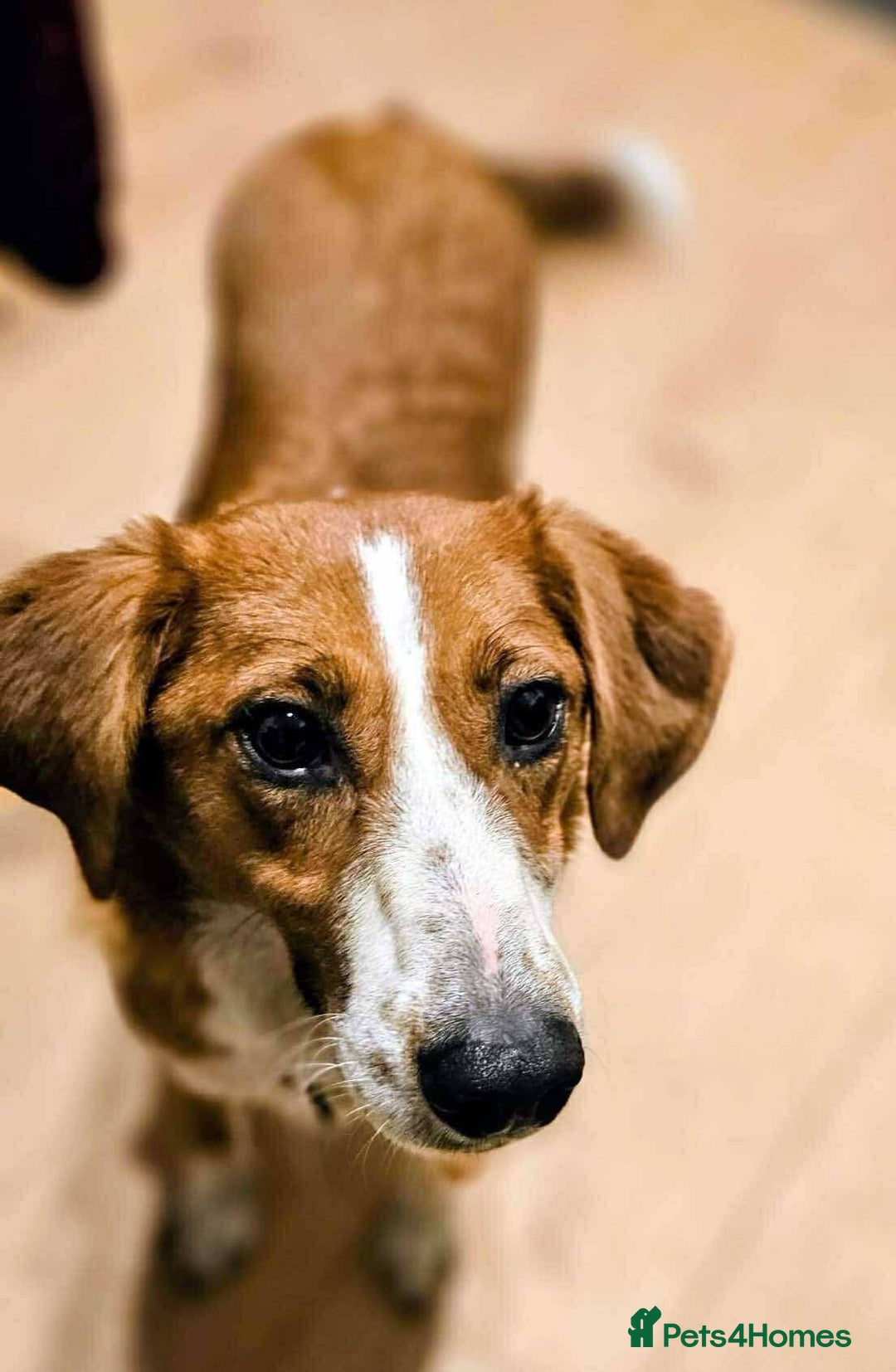 Mixed Breed dogs for adoption: 🚨 URGENT HOME NEEDED – GOLDIE 🚨 - Image 3