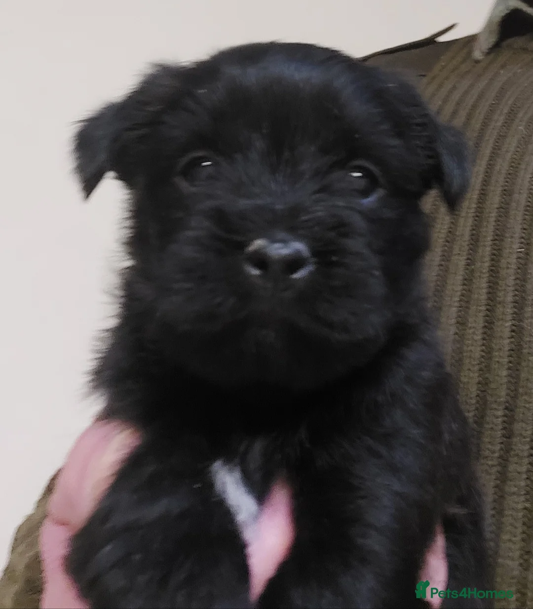 Cairn Terrier dogs for sale: Cairn Terrier Pups  - Advert 4