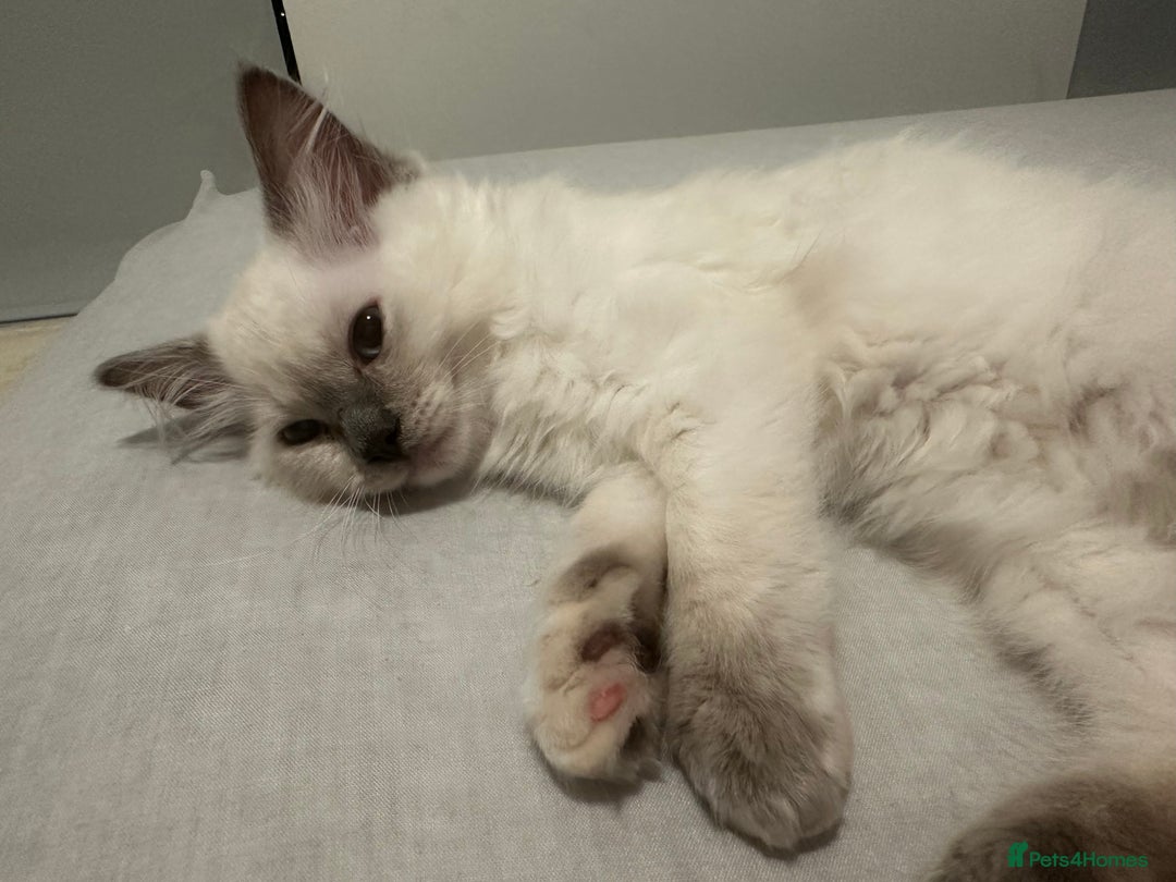 Ragdoll cats for sale: Ragdoll blue point  - Image 3