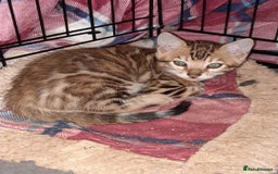 Bengal cats for sale: Quality TICA reg Bengal leopard cubs.  - Image 7