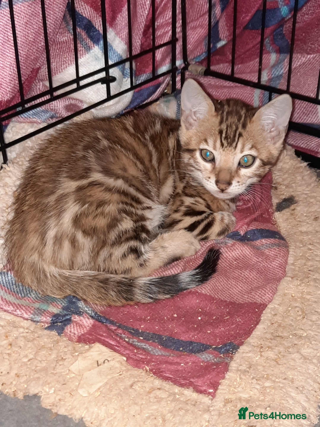 Bengal cats for sale: Quality TICA reg Bengal leopard cubs.  - Image 7