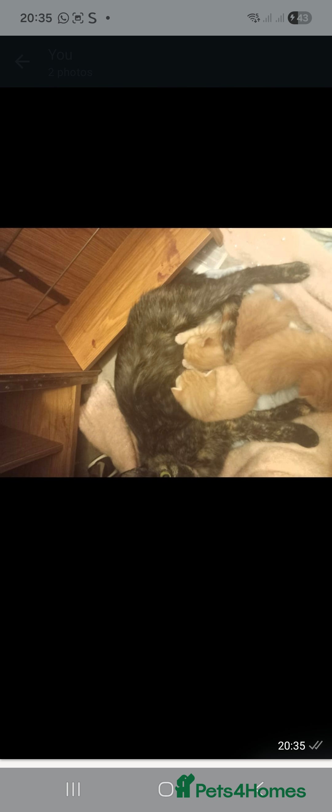 Mixed Breed cats Gorgeous kittens i have both parents - Advert 2