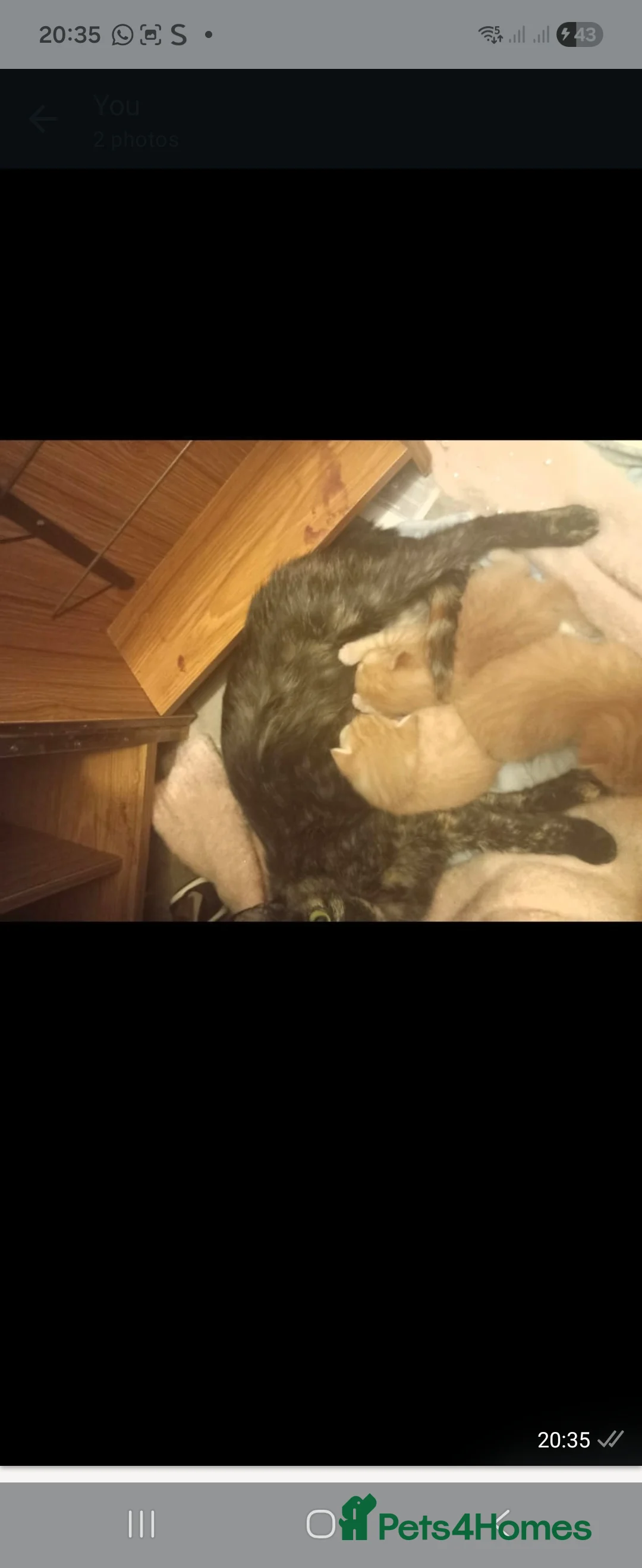 Mixed Breed cats for sale: Gorgeous kittens i have both parents - Advert 1