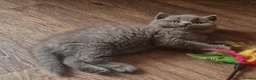 British Shorthair cats for sale: Tica reg British SH LH kittens Champion lines - Advert 10