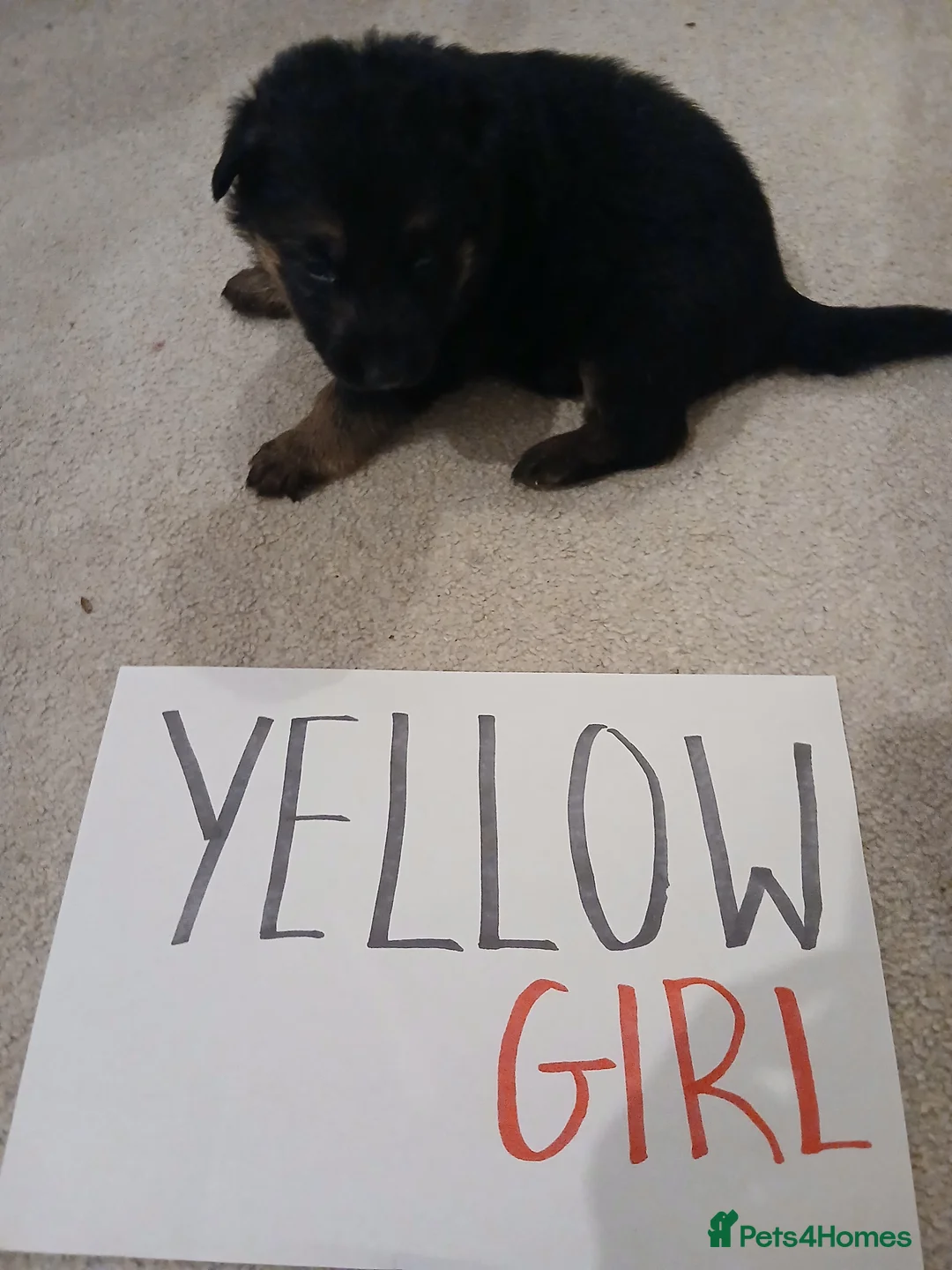 German Shepherd dogs for sale: Amazing german shepherd pups - Advert 21