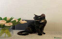 British Shorthair cats for sale: Male ginger and black kittens  - Image 9