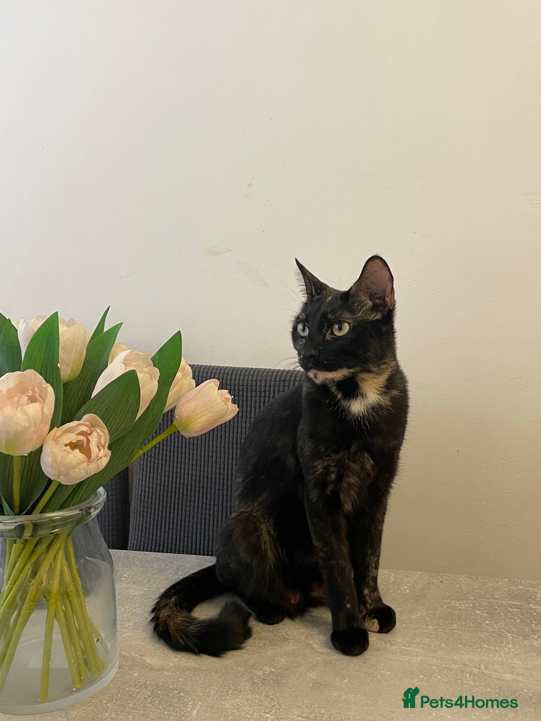 British Shorthair cats for sale: Male ginger and black kittens  - Image 9