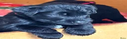 Giant Schnauzer dogs for sale: 2 girls available  - Advert 4