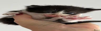 Mixed Breed 2