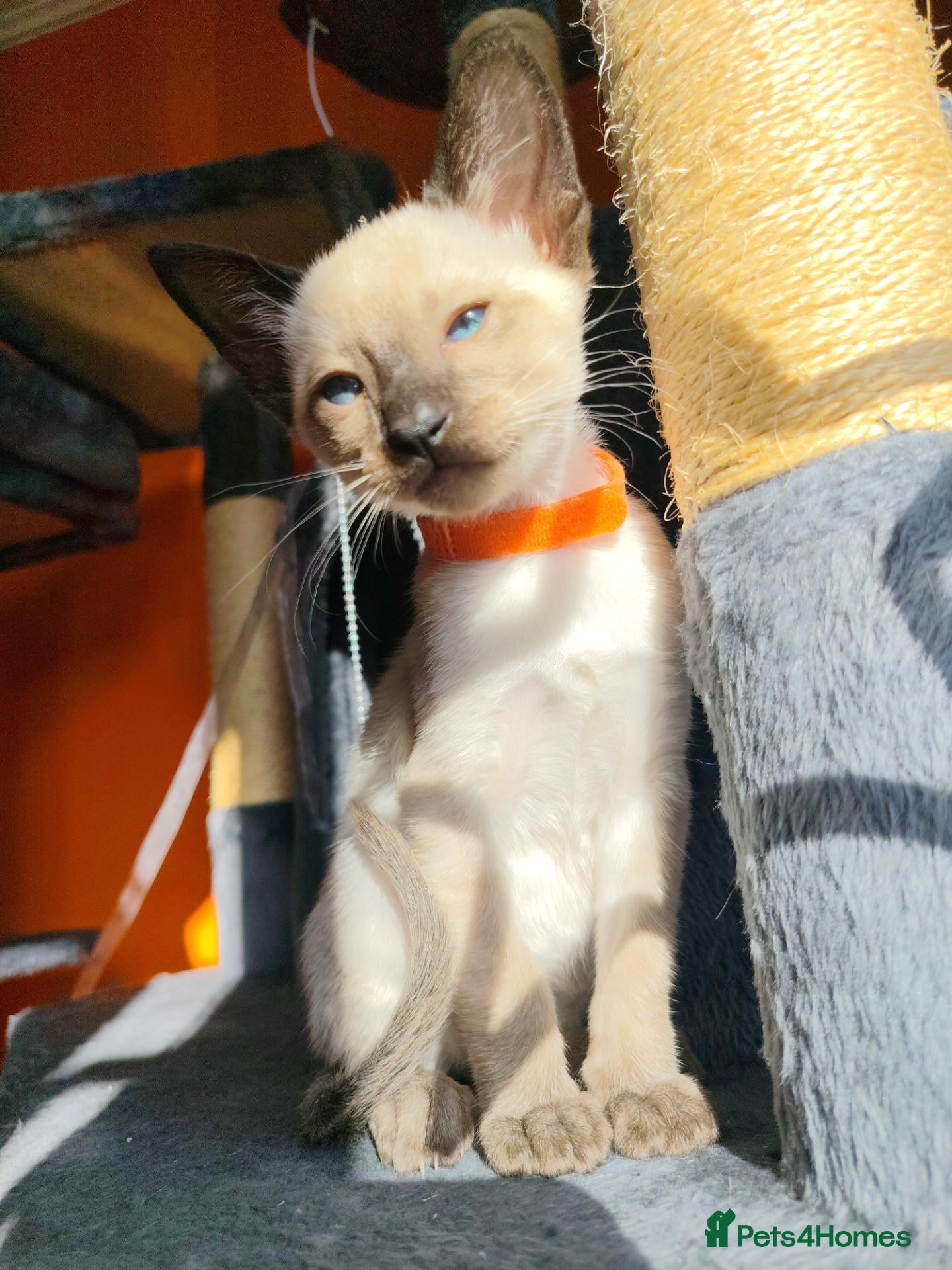 Siamese cats for sale: Gorgeous Siamese kittens!!! - Advert 2