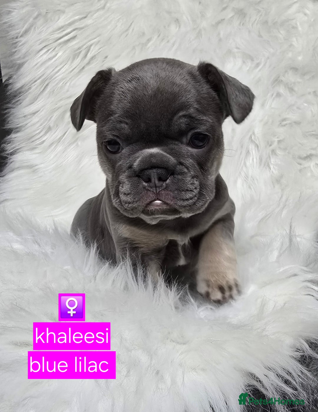 French Bulldog dogs for sale: Stunning french bulldog puppies - Advert 3