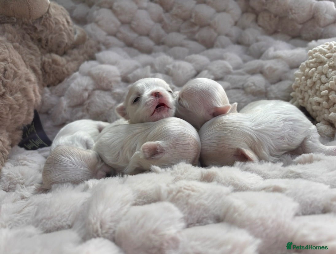 Maltese dogs Bambelina~ Simply The Best~ Korean Maltese - Advert 2