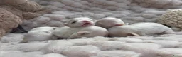 Maltese dogs for sale: Bambelina~ Simply The Best~ Korean Maltese in Stratford-upon-Avon - Advert 2