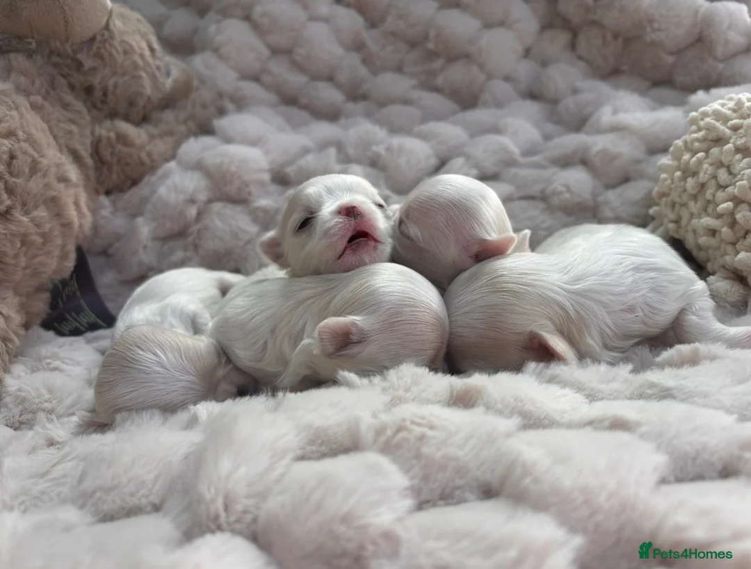Maltese dogs for sale: Bambelina~ Simply The Best~ Korean Maltese in Stratford-upon-Avon - Advert 2