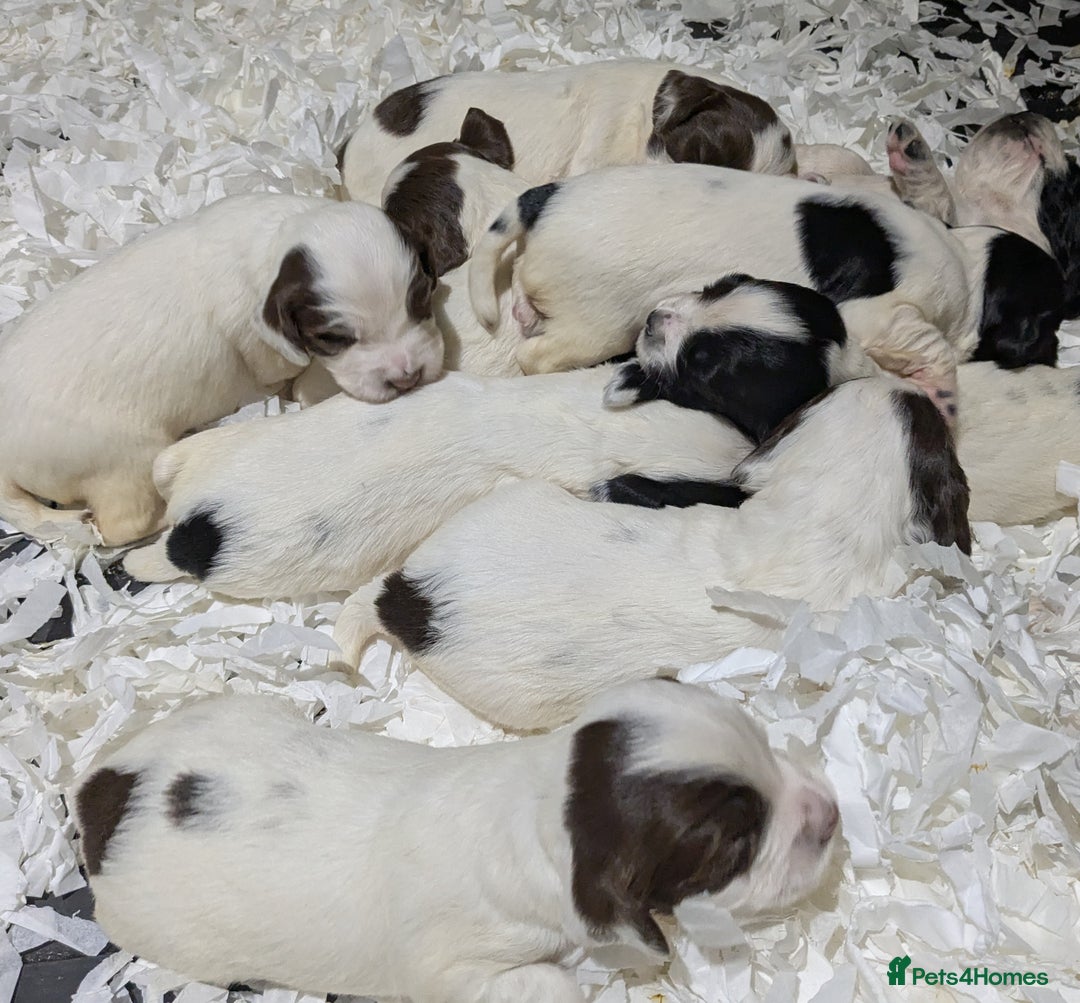 English Springer Spaniel dogs for sale: Speckled mixed colour ESS pups,TESTED PARENTS - Image 17