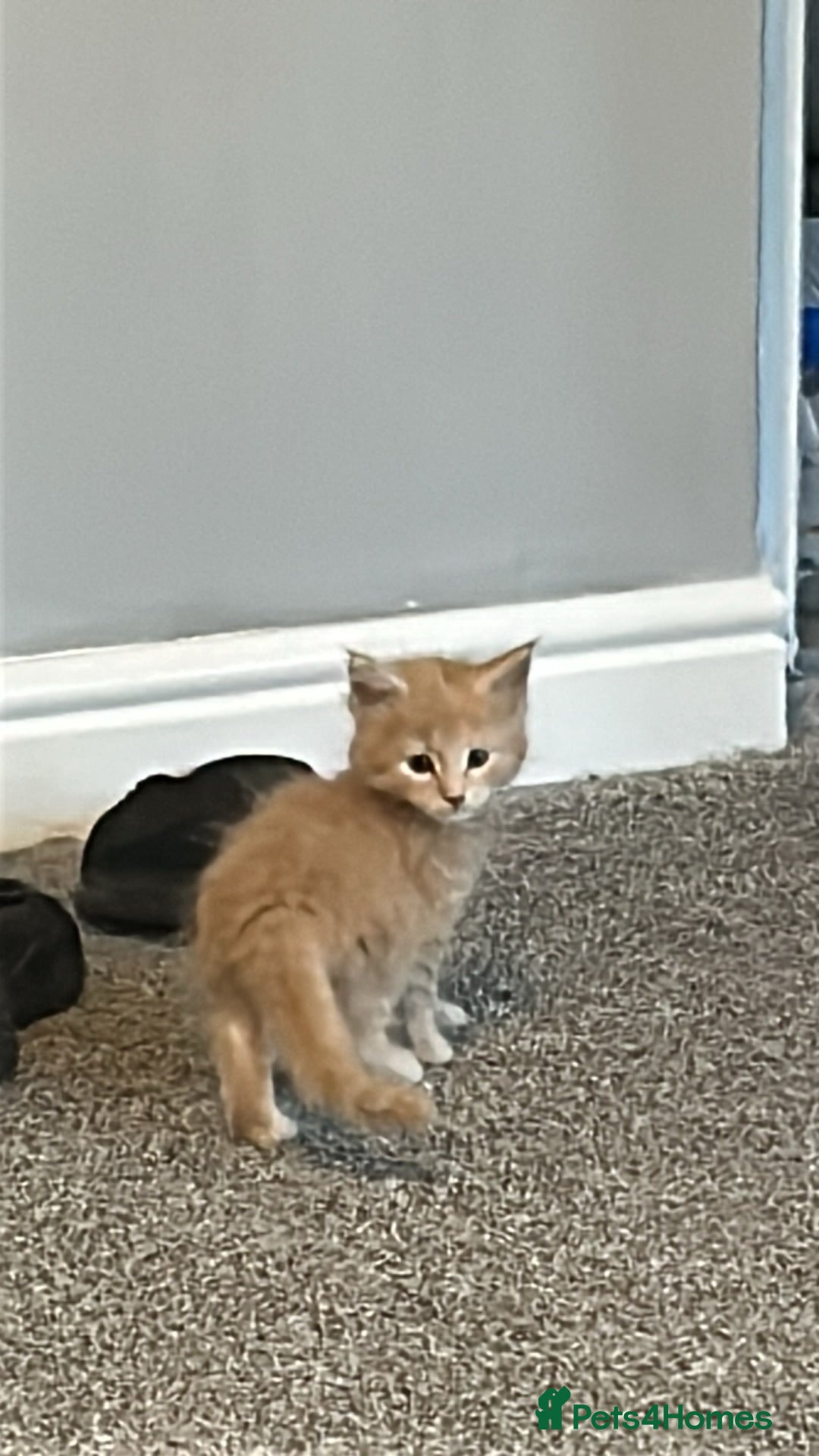 Maine Coon cats Red and red/silver  pure bred Maine coons  - Advert 2