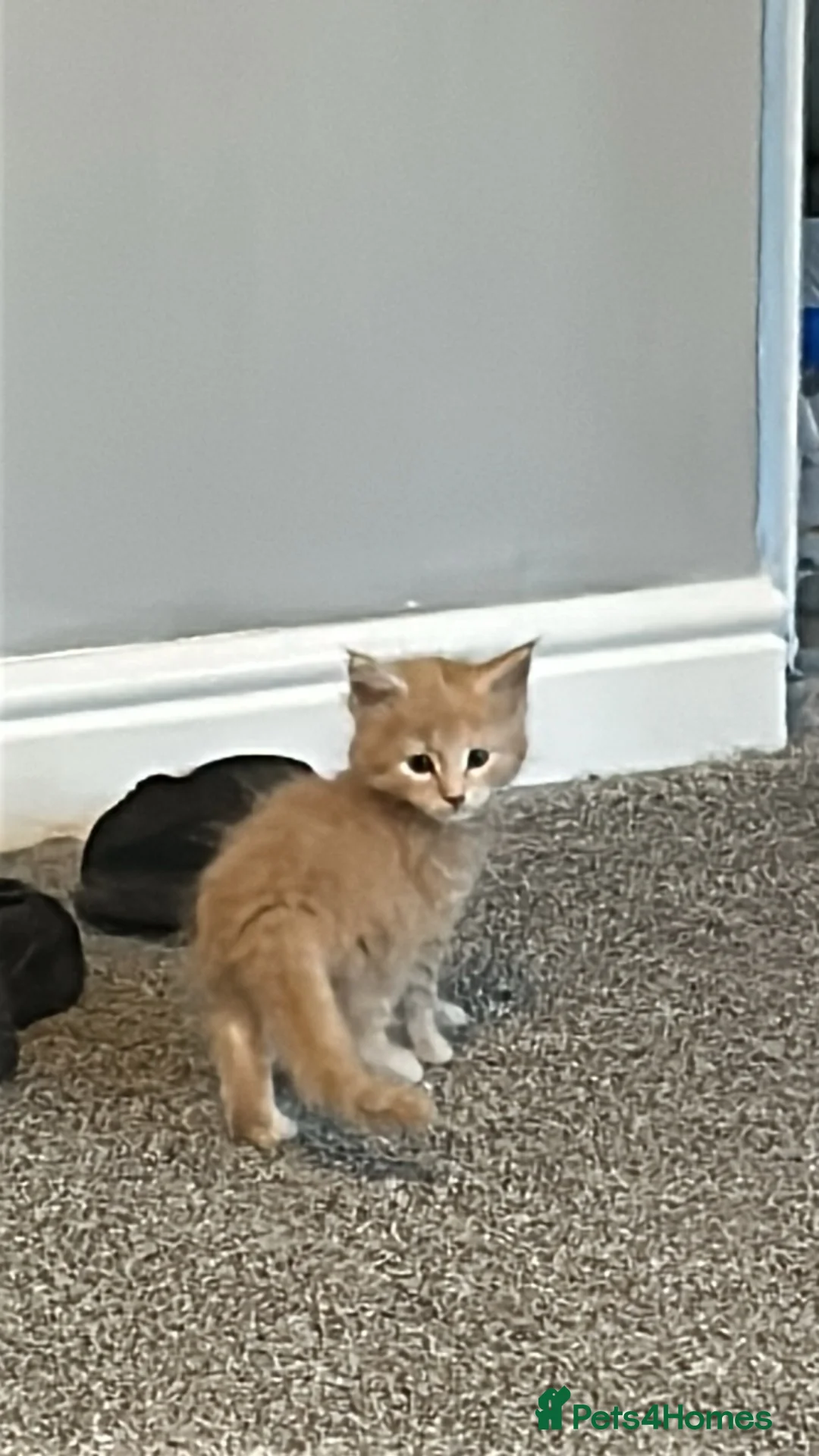 Maine Coon cats for sale: Red and red/silver  pure bred Maine coons  - Advert 2