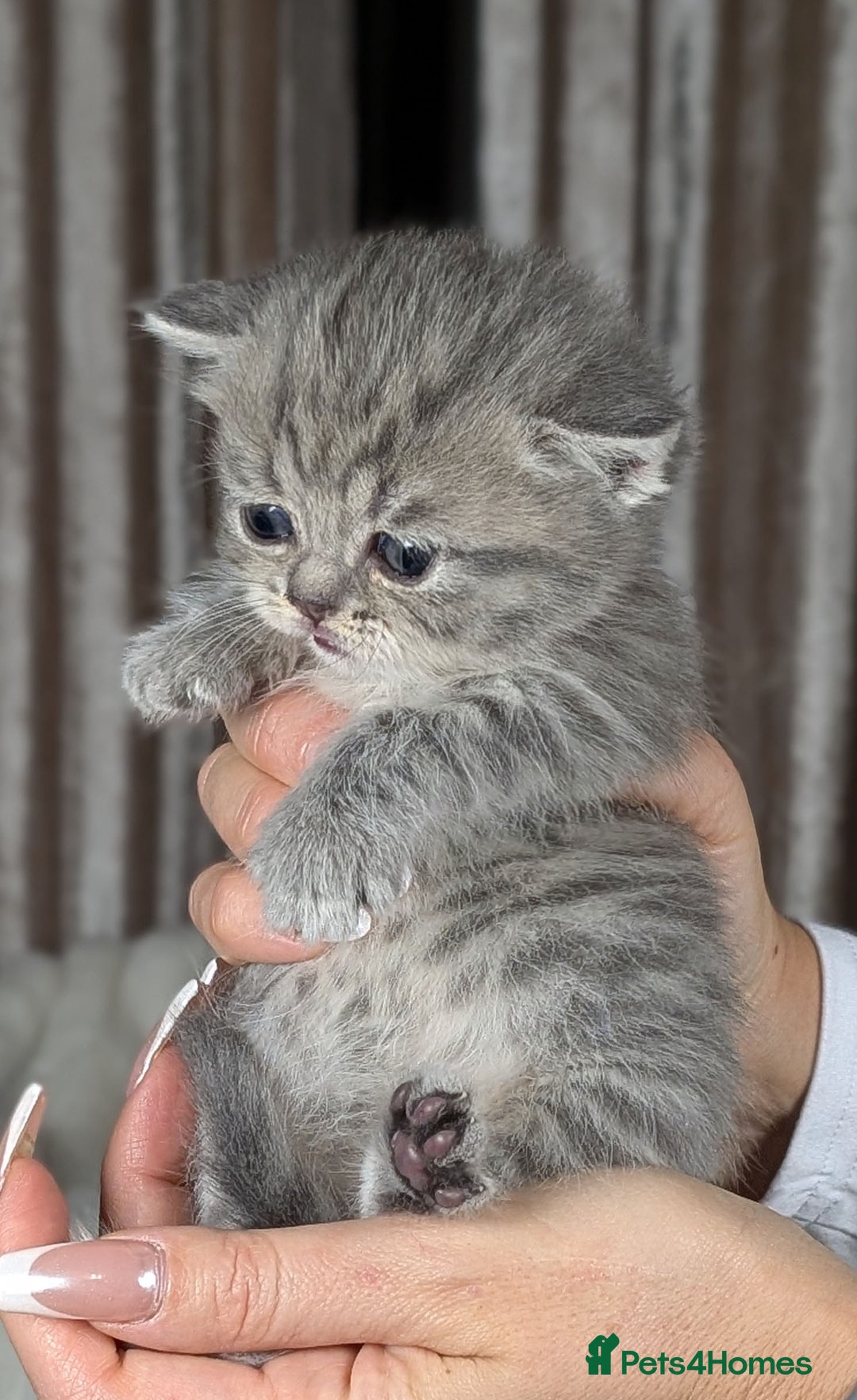 Scottish Fold cats for sale: 🐾TICA red ❣️SCOTTISH Fold•Straight - Advert 32