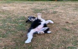 Mixed Breed dogs for sale: Collie mixed breed puppies - Image 17